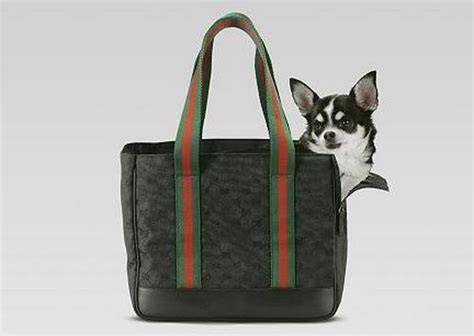 Gucci, borsa trasporta cane 